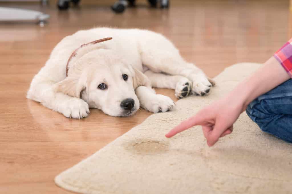 5 Tips To Prevent Urine-Marking Behavior In Dogs