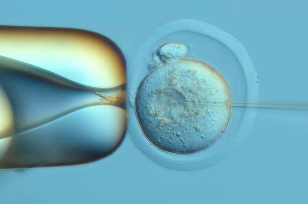 DNA tracking in mouse embryos